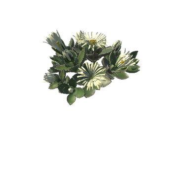 Flower_Faucaria tigrina3 6